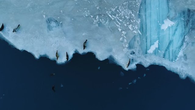 Flying over seals on a glacier ice sheet lagoon in Iceland