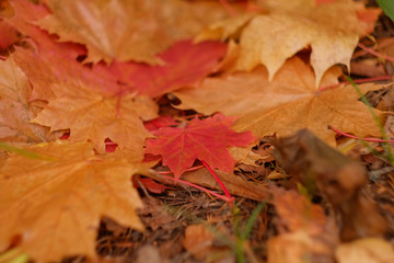 Autumn leaves of maple. Yellow and orange fall leaf