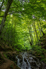 Fototapeta premium River go through the forest