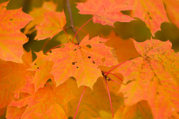Naklejka na ściany i meble Autumn leaves of maple. Yellow and orange fall leaf