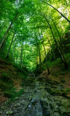 Tuinposter Bosweg River go through the forest  © Damyan Petkov