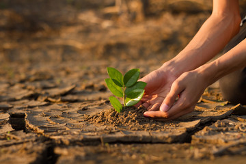 Hand of young children or teenager planting a tree on dry cracked land to recovery a nature to green again, Climate change crisis solution, Volunteer and Environment conservation concept. - obrazy, fototapety, plakaty