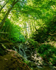 River go through the forest