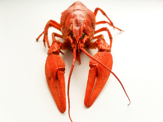 Boiled crayfish isolated on a white background.