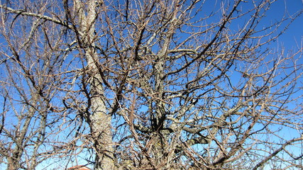 Spring. Leafless tree branches in the cloudless blue sky