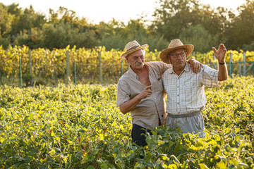 Two senior farmers standing in the field crops on farmland.