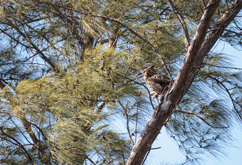 Large Great Horned owl Bubo virginianus perched on a tree