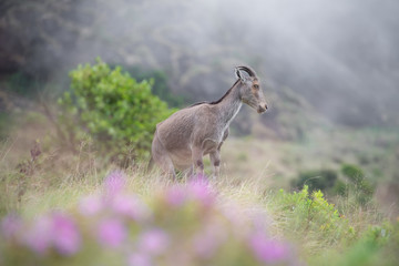 Mountain goat at Eravikulam National Park near Munnar, Kerala, India