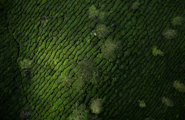 Beautiful tea plantation landscape in the morning. 