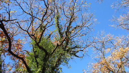 Tree branches in the cloudless. Bright day. Early spring. 