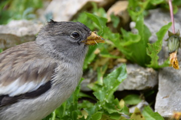 Schneefink am Latemar