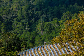 Fototapeta premium Strawberry plant