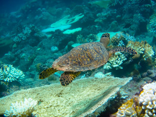 Fototapeta na wymiar Schildkröte am Riff Blick nach vorne