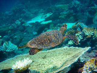 Schildkröte am Riff seitlich