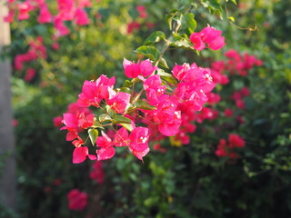 Magnoliophyta Scientific name Bougainvillea Paper flower red flower on blurred of nature background