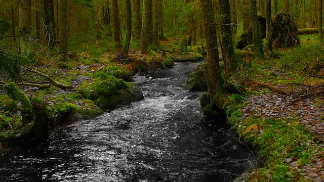 picturesque forest landscape with river, cinemagraph video,  slow motion