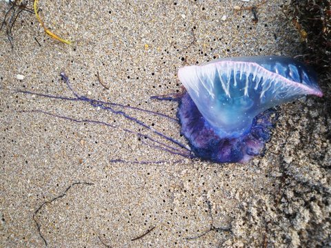 Man O War On The Beach