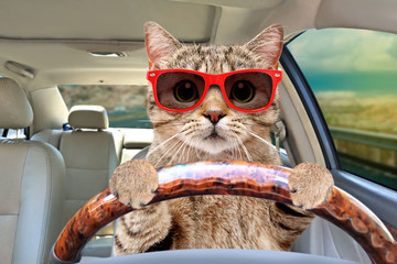 Portrait of a cat with sunglasses driving a car