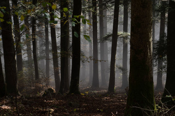 Herbststimmung im Wald mit Nebelschwaden