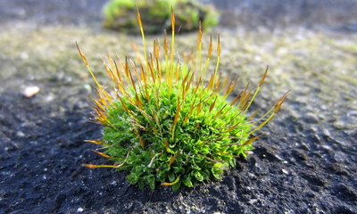The blooming clump of moss in close-up