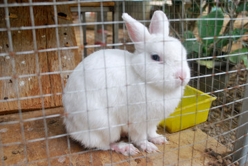 The white rabbit is trapped in a cage.White rabbit has foot disease.