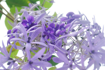 Fresh purple wreath with five-pointed petals.