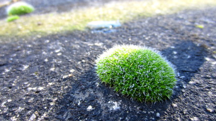 A tuft of moss covered with dew in close-up