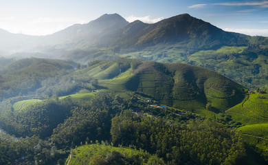 Fototapeta premium Beautiful tea plantation landscape in the morning.&nbsp;