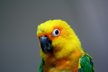 Colorful parrot had with grey background