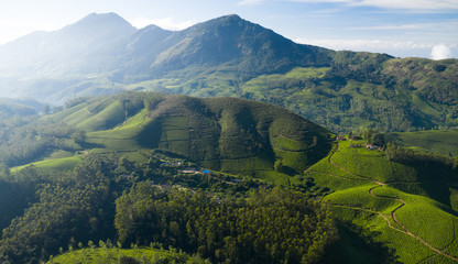 Fototapeta premium Beautiful tea plantation landscape in the morning. 