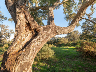 Obraz premium old cork oak in the andalusian countryside. 