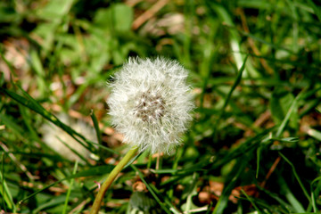 Dandelion white flower seeds during summer