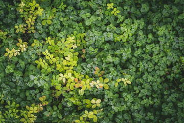 Wall full green leaf topical plants for background use.	
