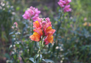 Flowers snapdragons,Antirrhinum majus known as dragon flowers growing in botanical garden. Close up of flowers nature background. Use for House decorative design.