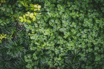 Wall full green leaf topical plants for background use.	
