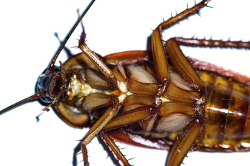 cockroach isolate be alive on white