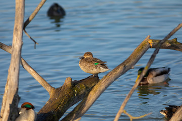 Cerceta común (Anas crecca) en el Parc Natural dels Aiguamolls de l'Empordà, Castelló...