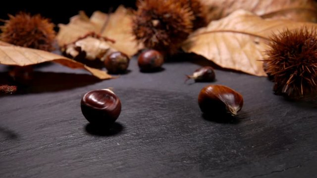 Fresh ripe chestnuts falling on black surface on the background of chestnut leafes and shells