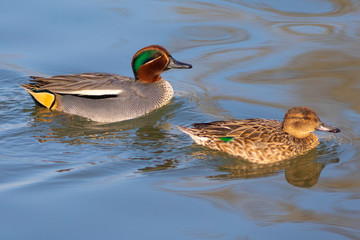 Cerceta común (Anas crecca) en el Parc Natural dels Aiguamolls de l'Empordà, Castelló d'Empúries, Girona, Catalunya