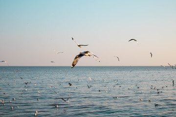 Fototapeta na wymiar seagulls flying