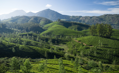 Fototapeta na wymiar Beautiful tea plantation landscape in the morning. 