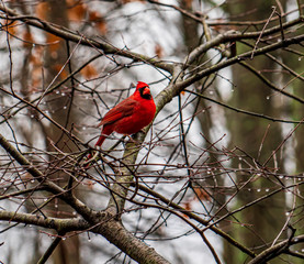 red cardinal on a branch