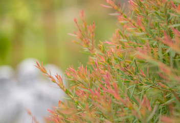 Soft focus of red leaf, natural background of bush