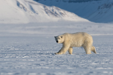 Fototapeta na wymiar Curious Polar Bear looking at me 