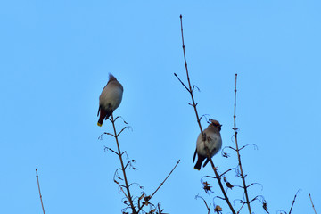 The bohemian waxwing on the branch with berries fruits in the late evening