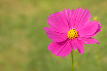 Close-up of beautiful single cosmos flower with blurred background
