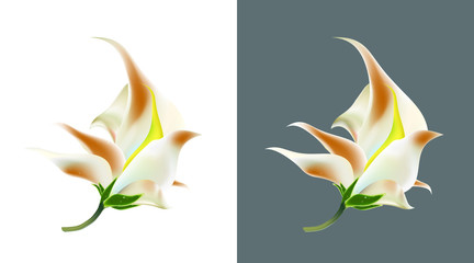 Exotic tropical flower. One flower is isolated on white and dark backgrounds. Vector
