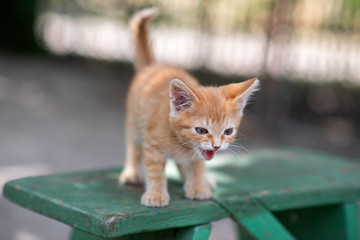 Adorable red kitten posing outdoors in summer. Funny cute little ginger kitten. Pets.