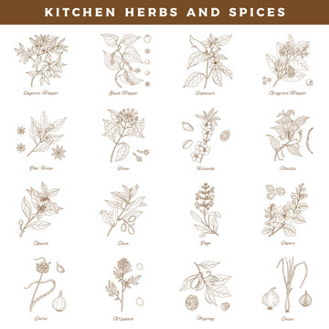 Kitchen herbs and spices. Vintage botany vector hand drawn illustration isolated on white background. Sketch style.