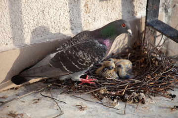 Adult pigeon and a small hatched pigeon chick in a nest of branches on the balcony of the house